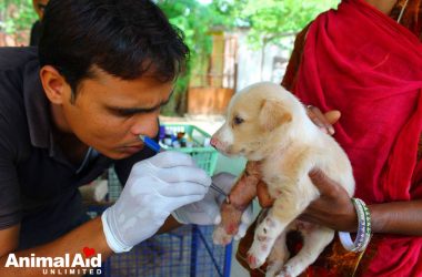 Animal Aid Unlimited - The Veterinary Map