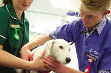 Bachelor of Veterinary Science - The Veterinary Map